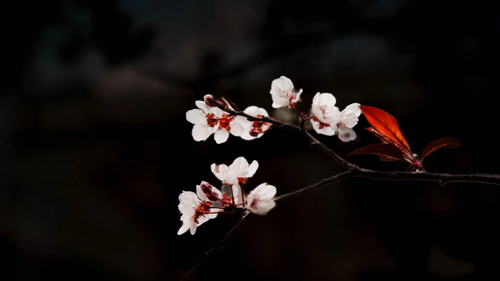 桜の花びら、テーブルの上にひとつ